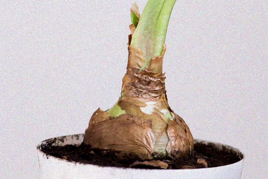 Rote Amaryllisblüte im Garten