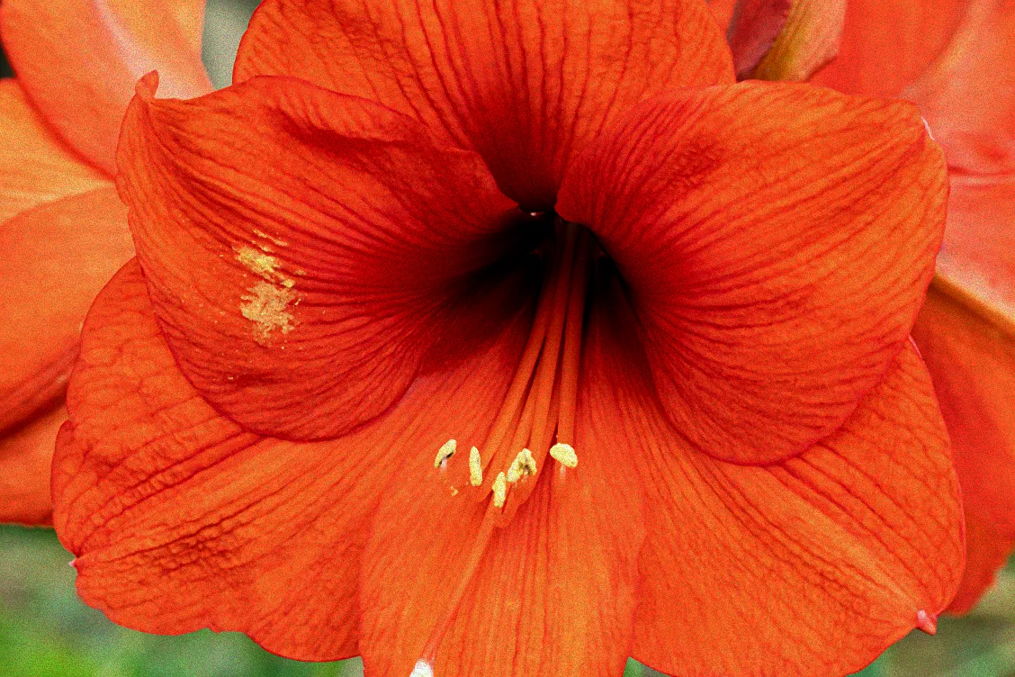 Weiße Amaryllisblüte im Topf