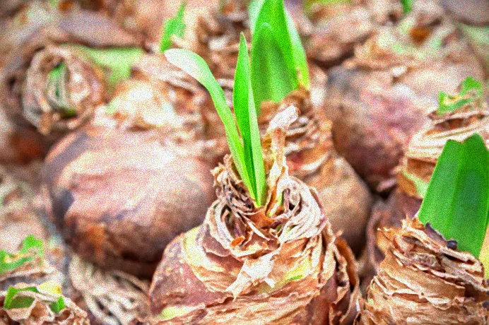 Rosa Amaryllisblüte in Erde