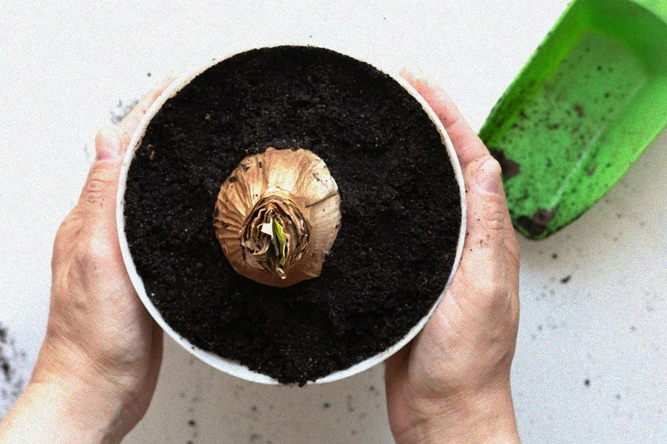 Amaryllisblüte mit grünen Blättern