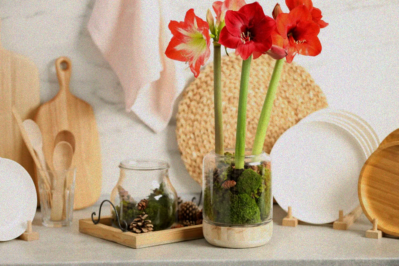 Amarylliszwiebel mit Wurzeln im Topf