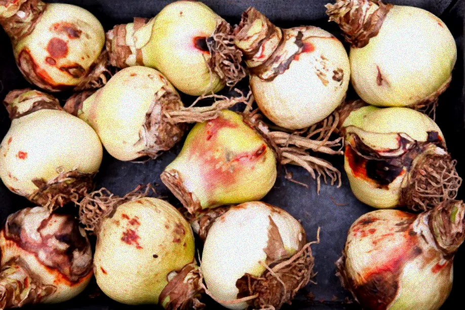 Mehrere Amaryllisblüten in einem Topf