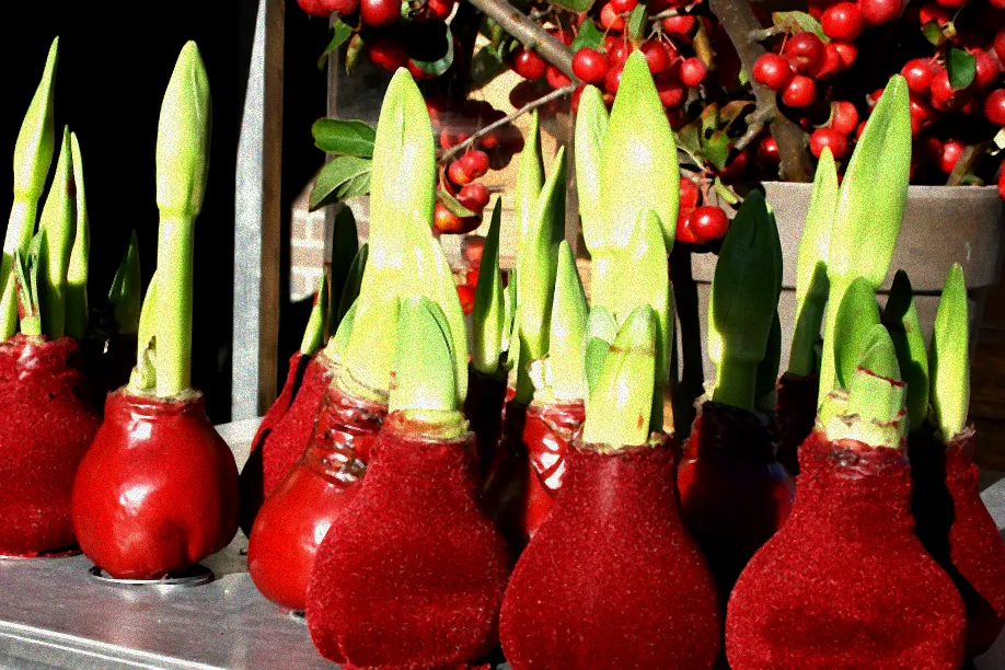 Amaryllisblüte mit gelben Staubblättern