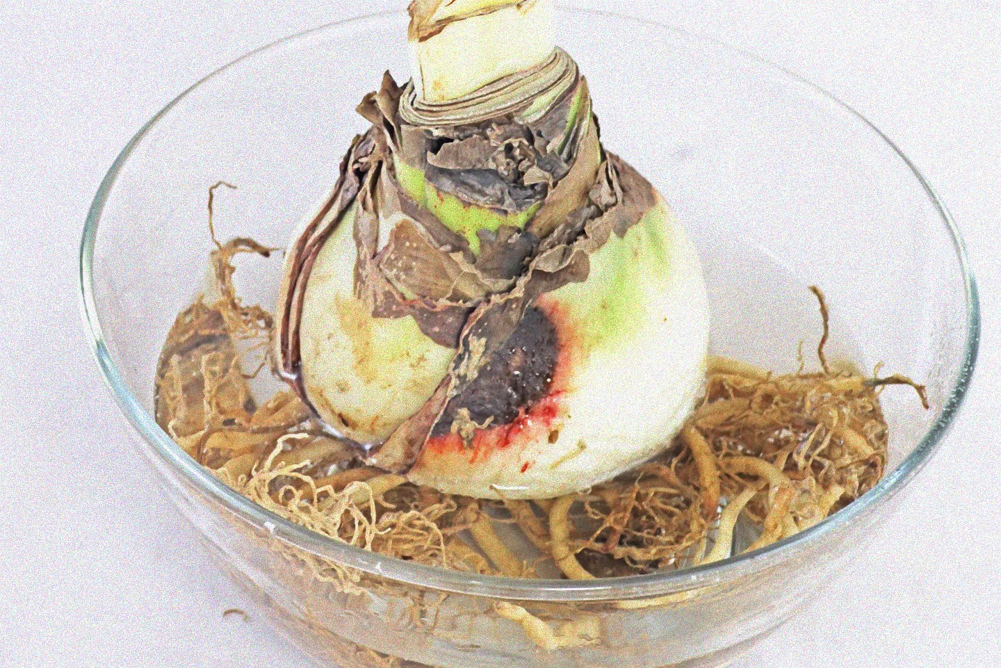 amaryllis zwiebel zum blühen bringen