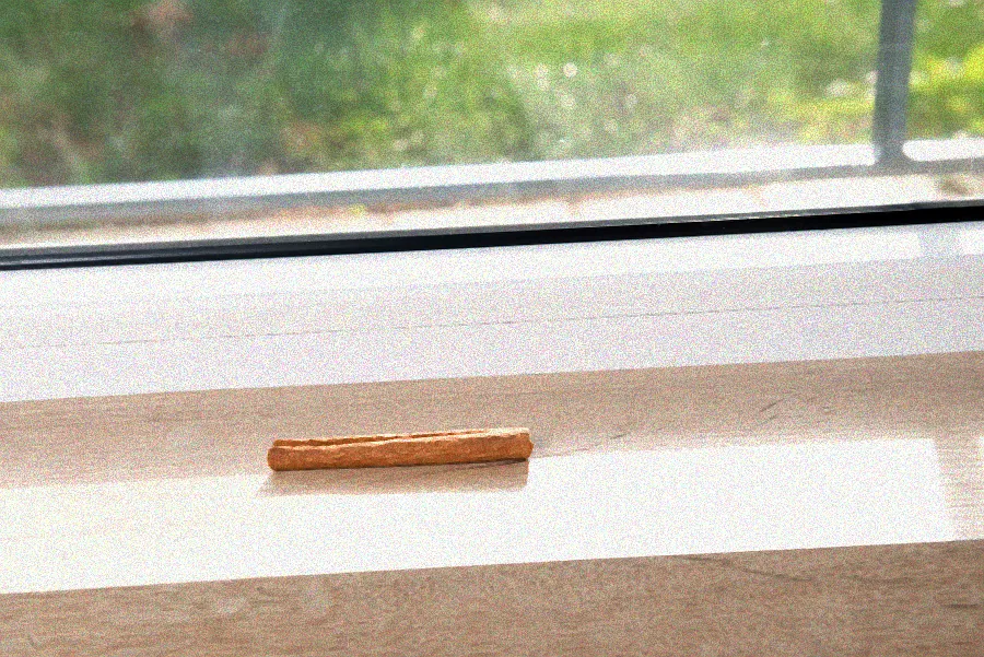 Ameisenbefall in Küche