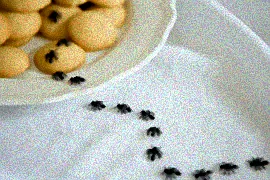 Ameisenköder in Küche