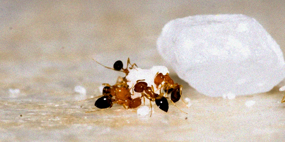 Natürliche Ameisenbekämpfung