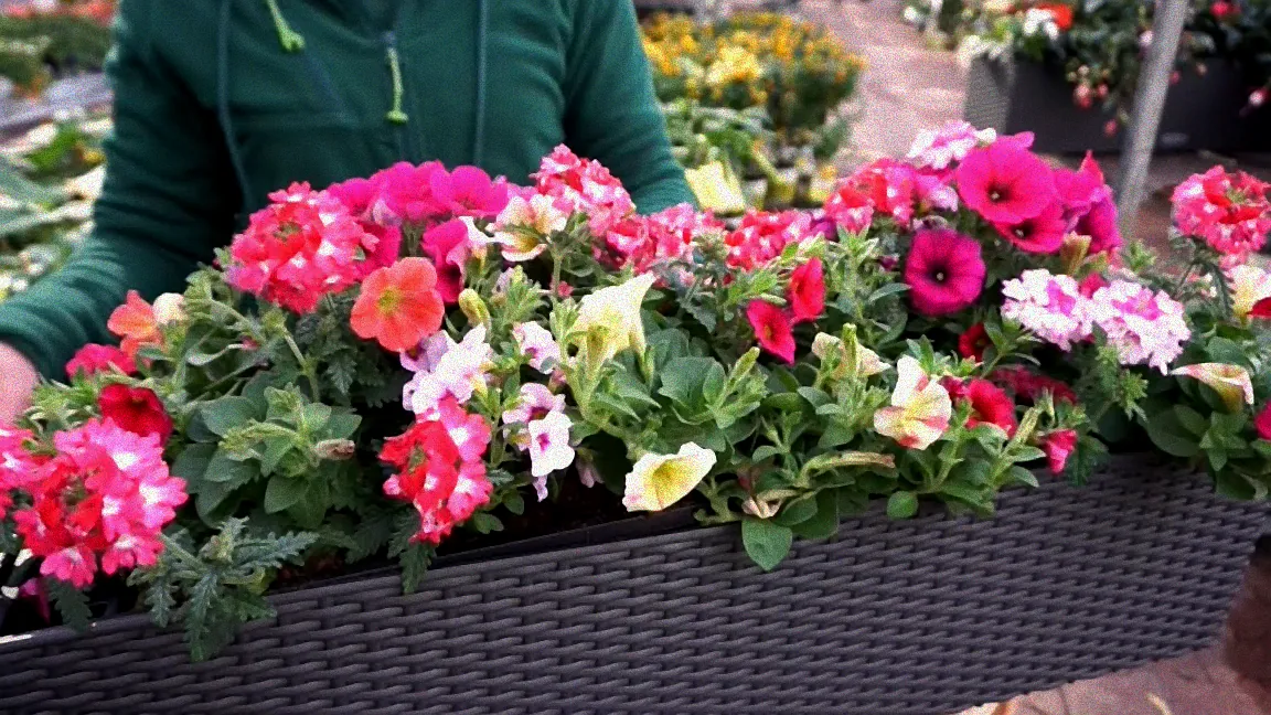 Blühende Pflanzen im Sommer