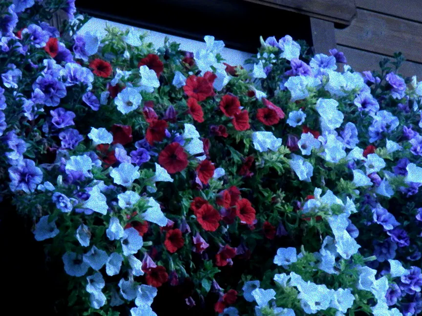 Pflanzen in voller Sonne