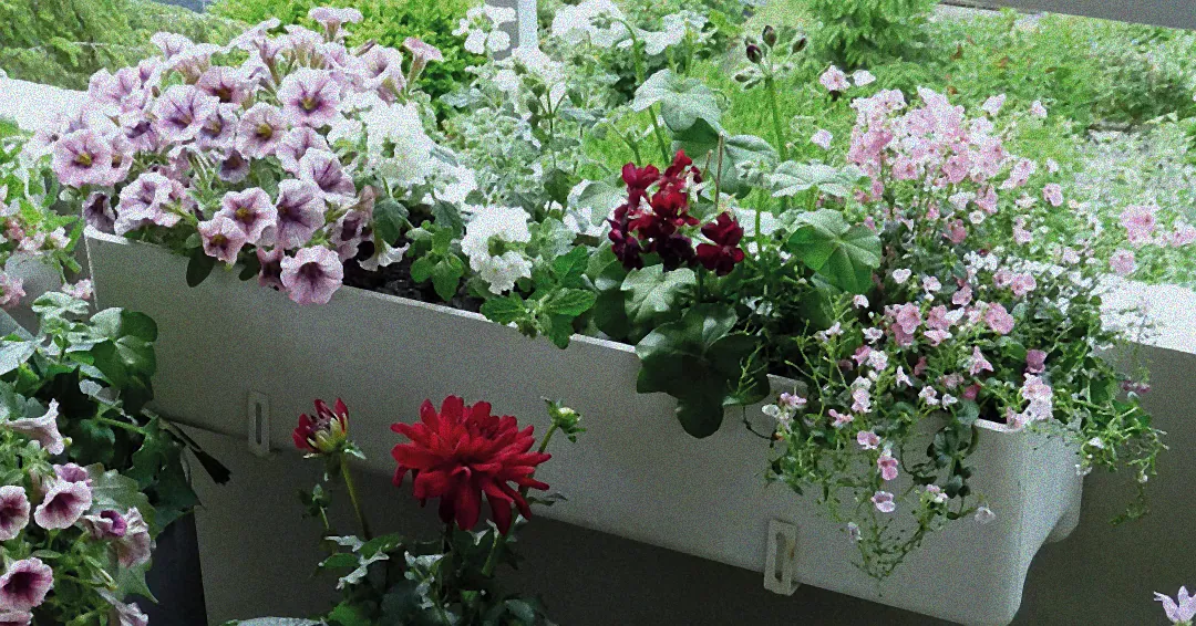 Balkonblumen in der Sonne