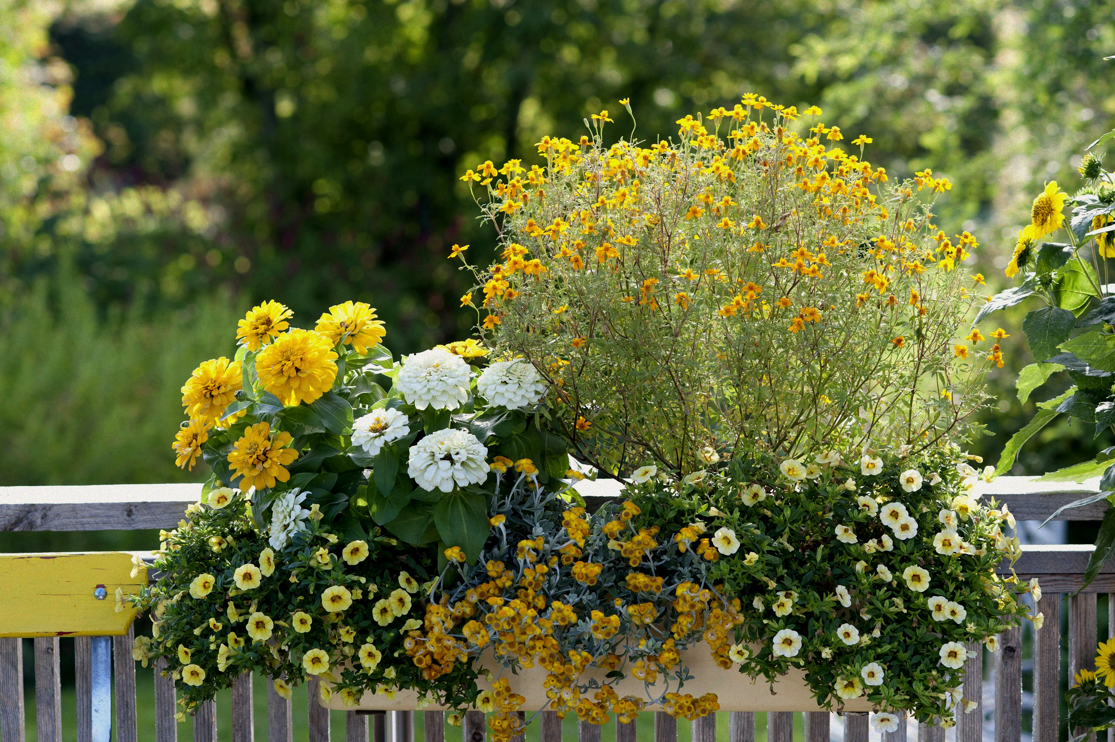 Blumen im Sommer sonnig