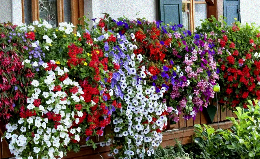 Blumen auf sonnigem Sommerbalkon