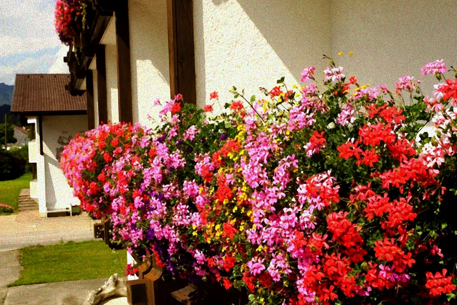 balkonblumen sommer sonnig