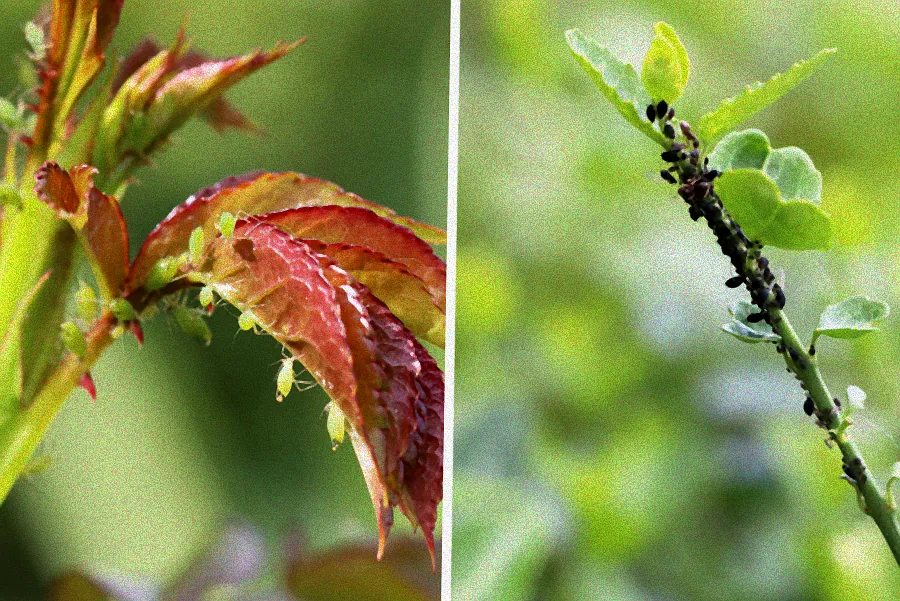 Hausmittel gegen Blattläuse