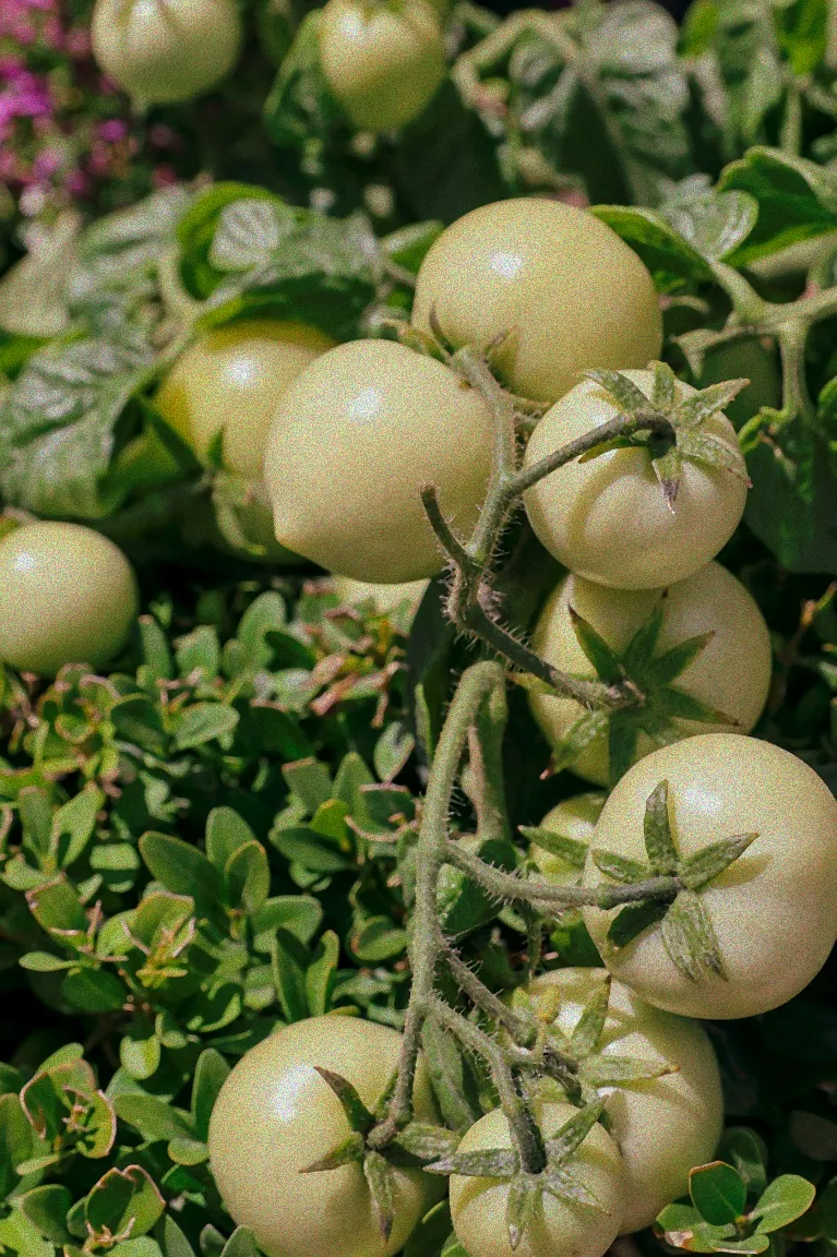 Gesunde Tomatenpflanze ohne Läuse