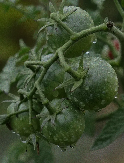 Biologische Schädlingsbekämpfung