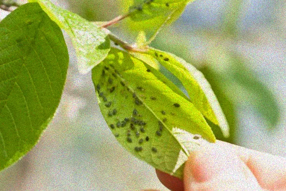 Tomatenpflanze mit Blattläusen