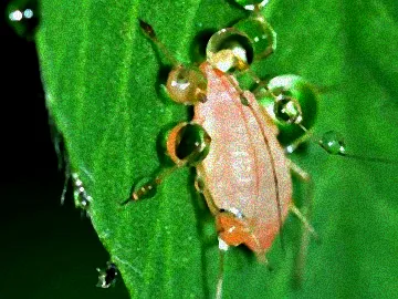 Natürliche Schädlingsbekämpfung