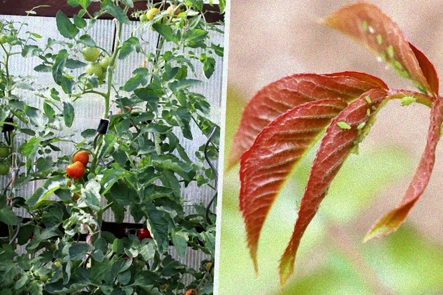 blattläuse an tomaten bekämpfen