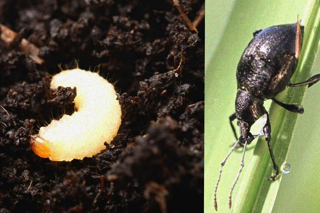 Hausmittel gegen Käfer