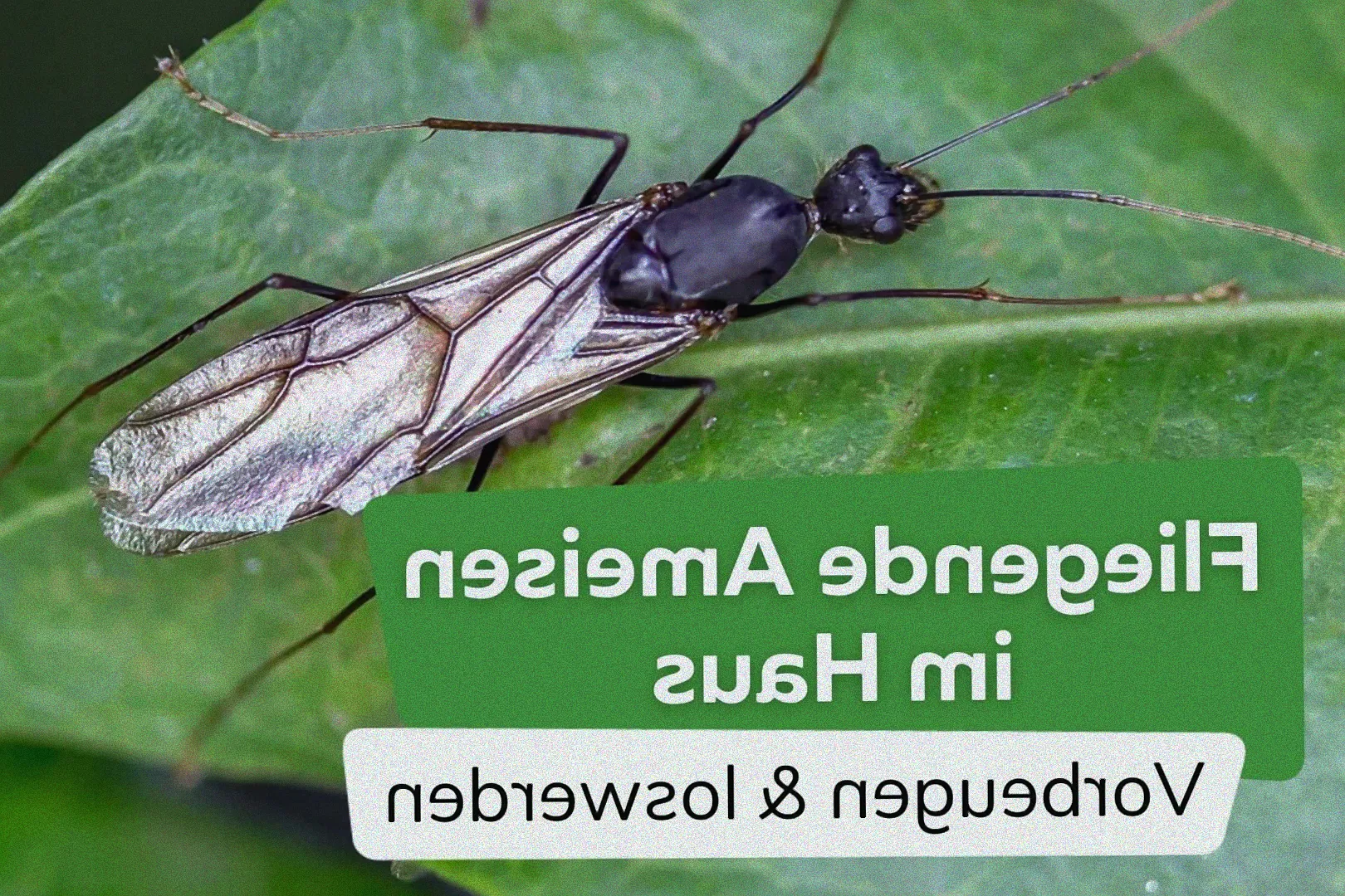 Dickmaulrüssler auf Holz