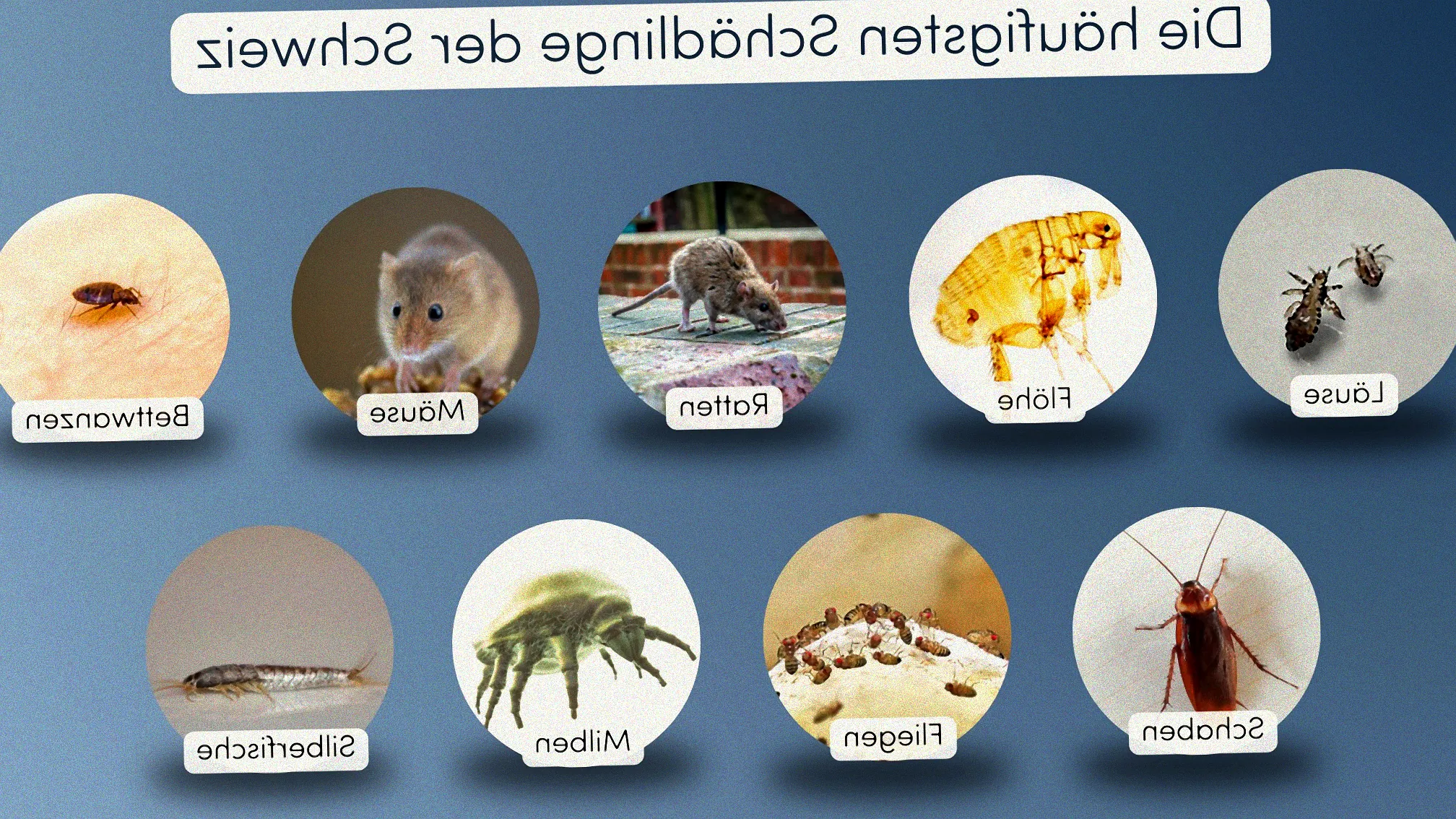 Schädlinge auf Pflanzen