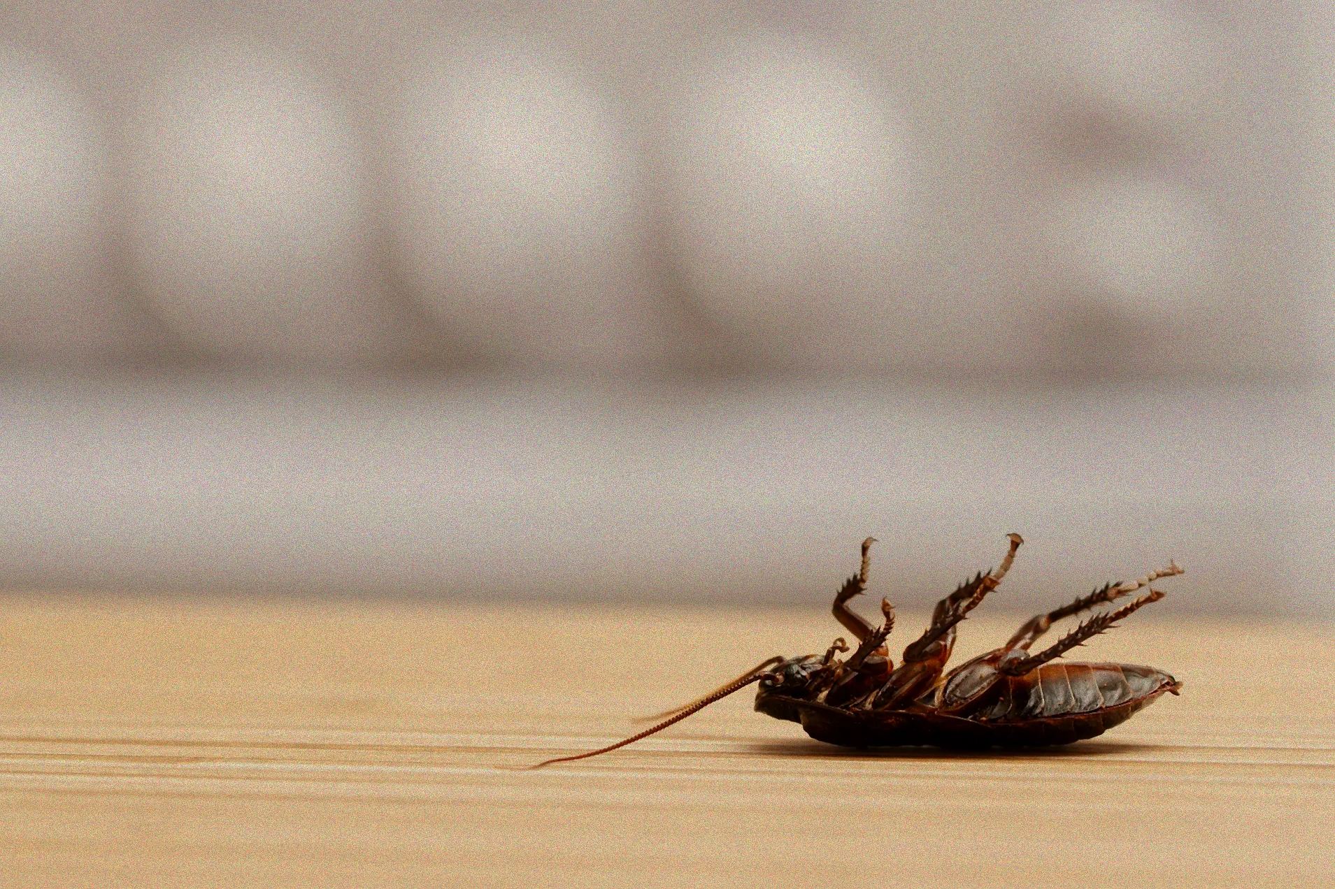 Käfer auf einem Tisch