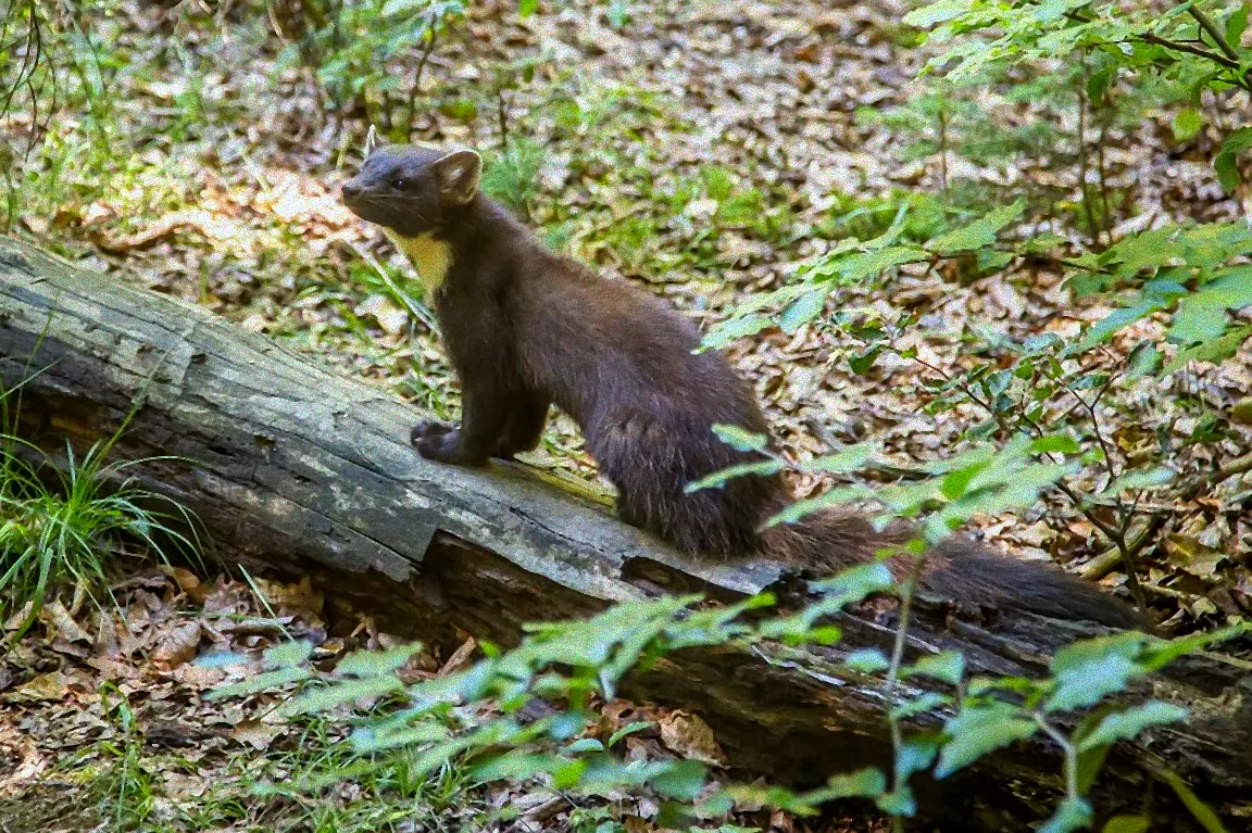 Käfer auf einer Pflanze