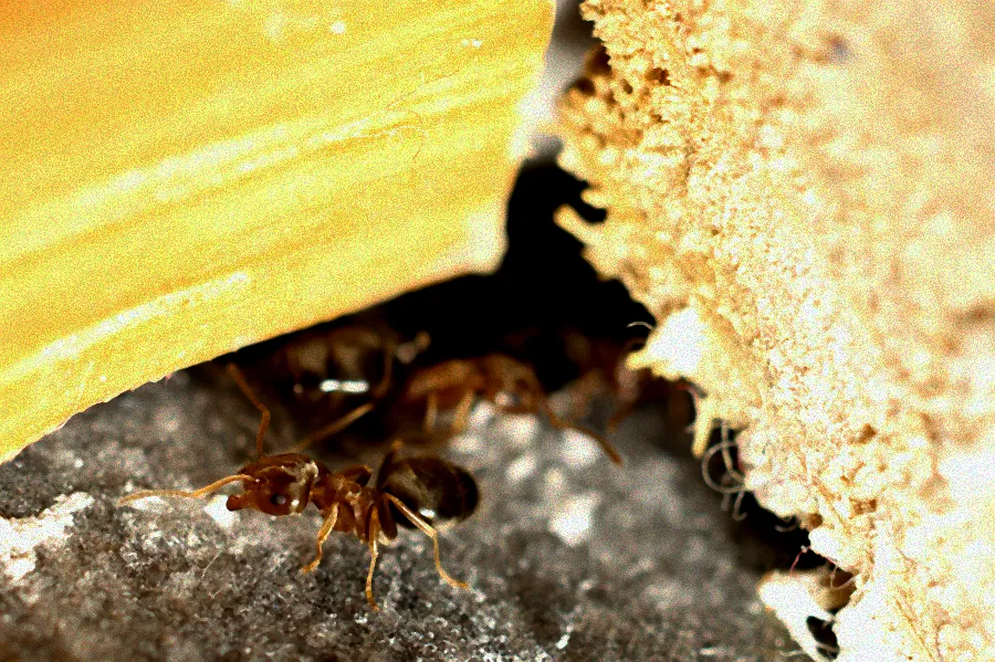 Sauberes, käferfreies Zuhause