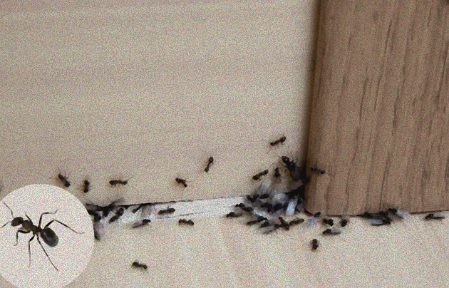 Verschiedene Käfer auf Holz