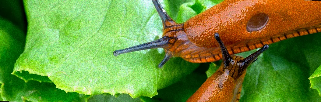 Eierschalen um eine Pflanze