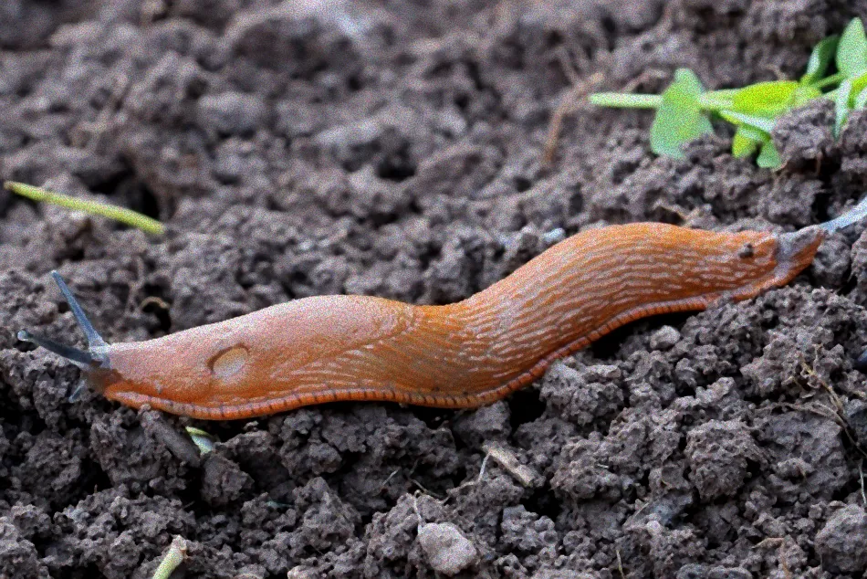 Kupferband um ein Beet