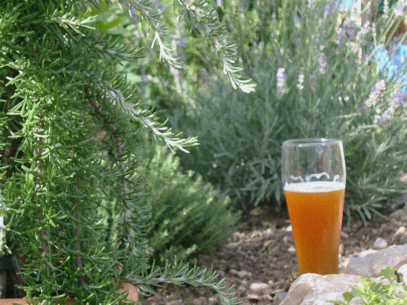 Kräuterbeet im Garten