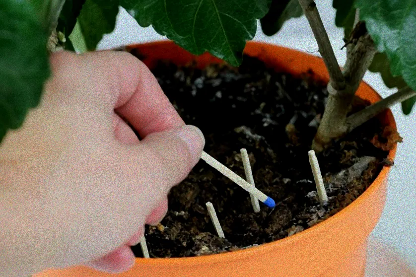 Hausmittel gegen Fliegen