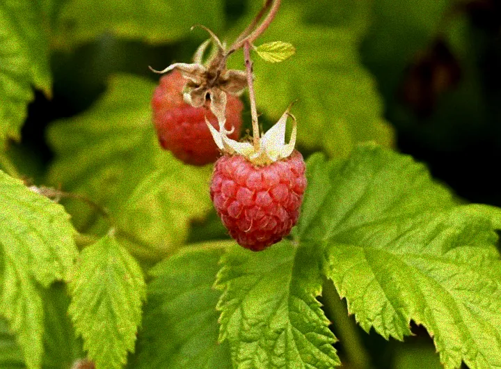 Gärtner schneidet Pokusa Himbeeren
