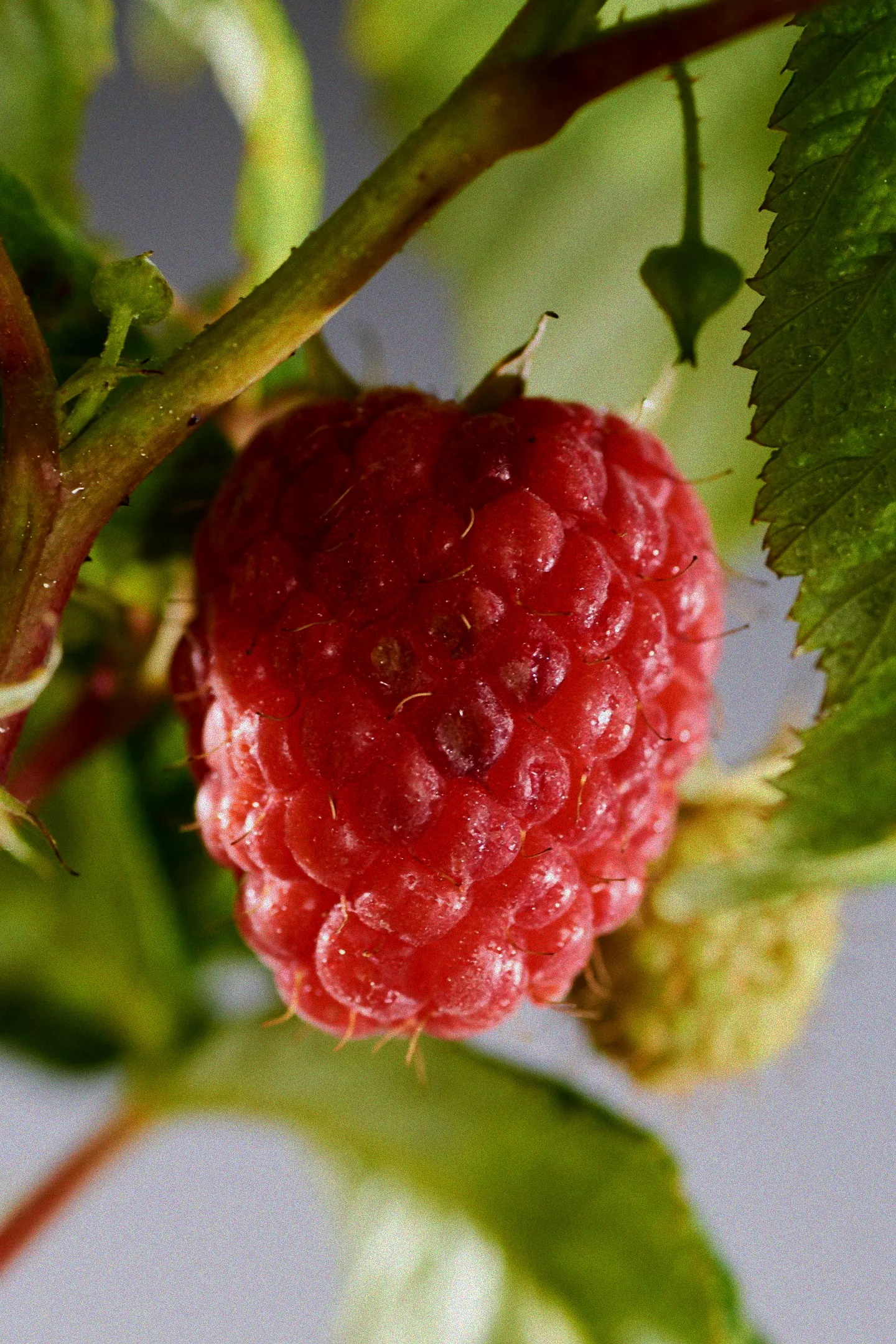 Pflege von Pokusa Himbeeren
