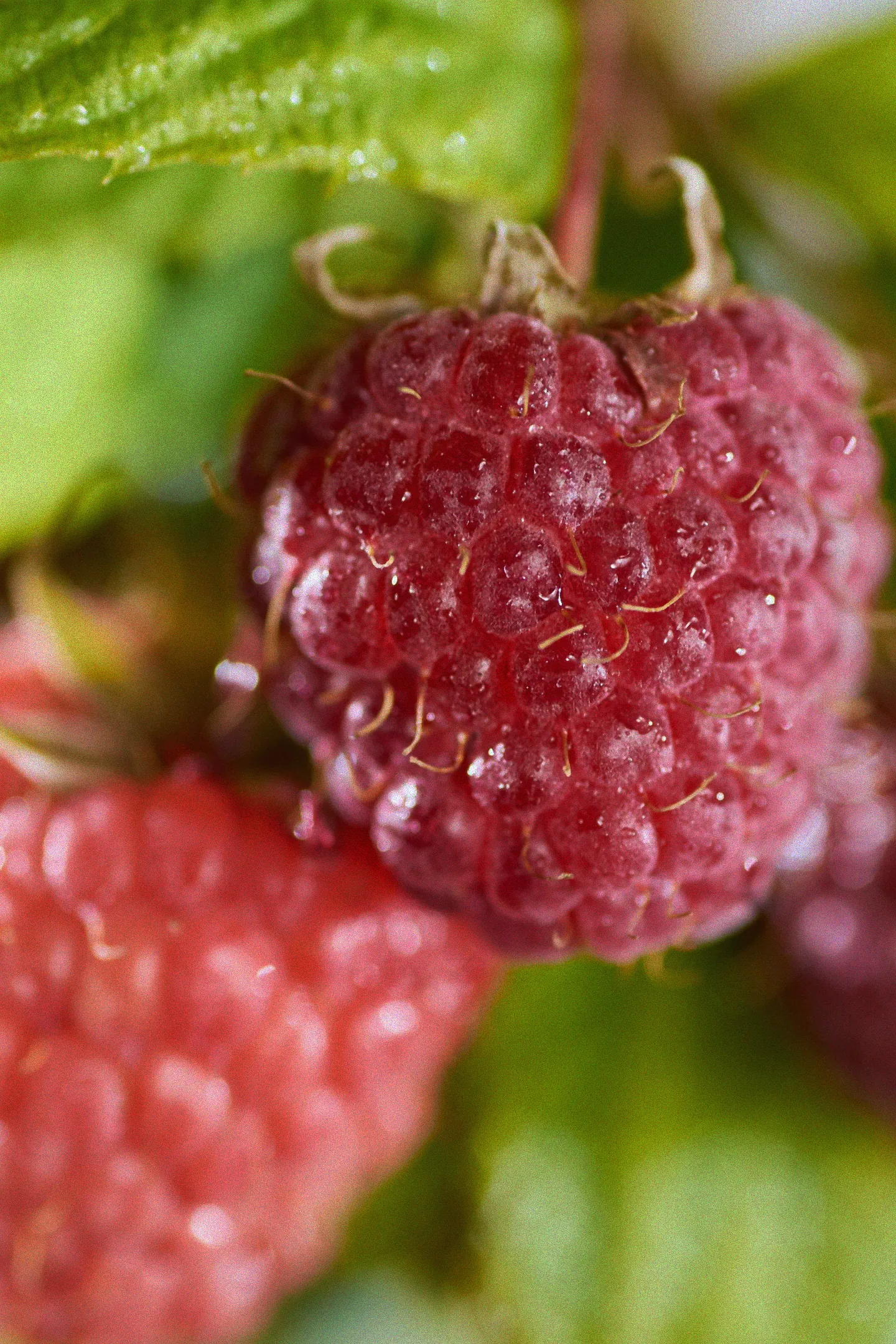 Anleitung zum Himbeere Pokusa Schnitt