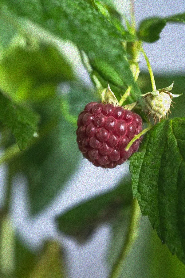 Schnittzeitpunkt Pokusa Himbeeren