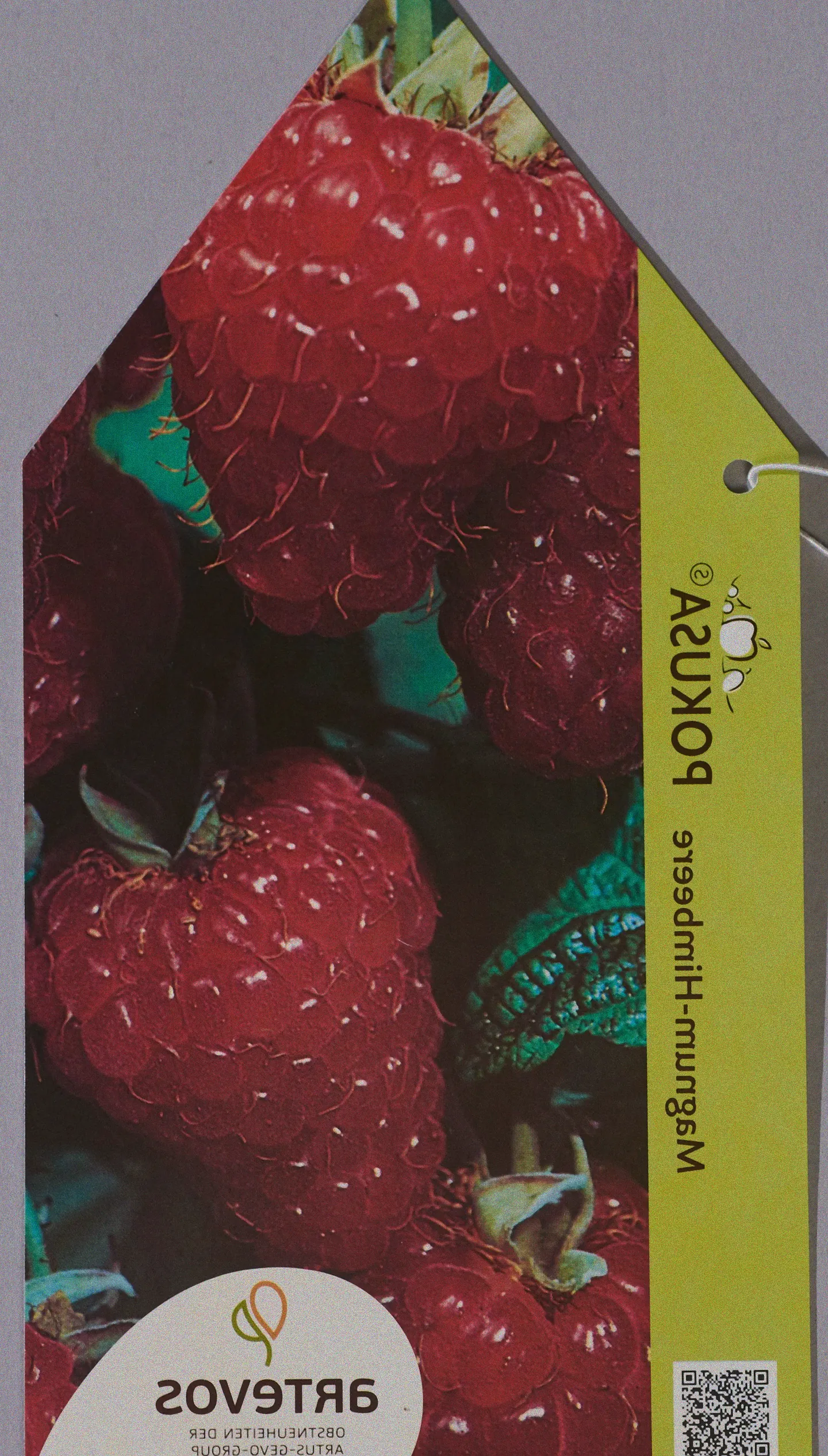 Tipps zum Schneiden von Himbeere Pokusa