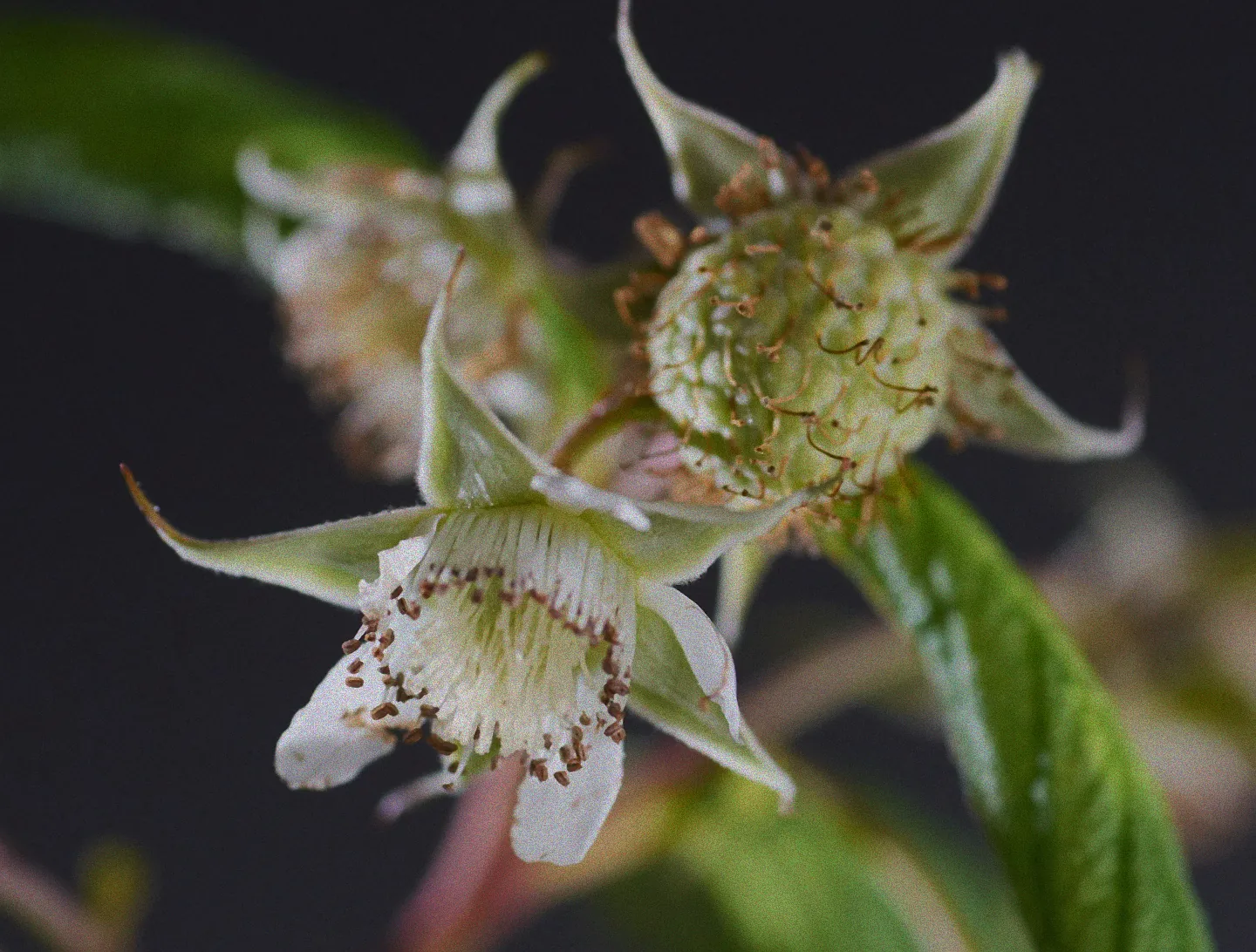 Richtiger Schnitt von Pokusa Himbeeren
