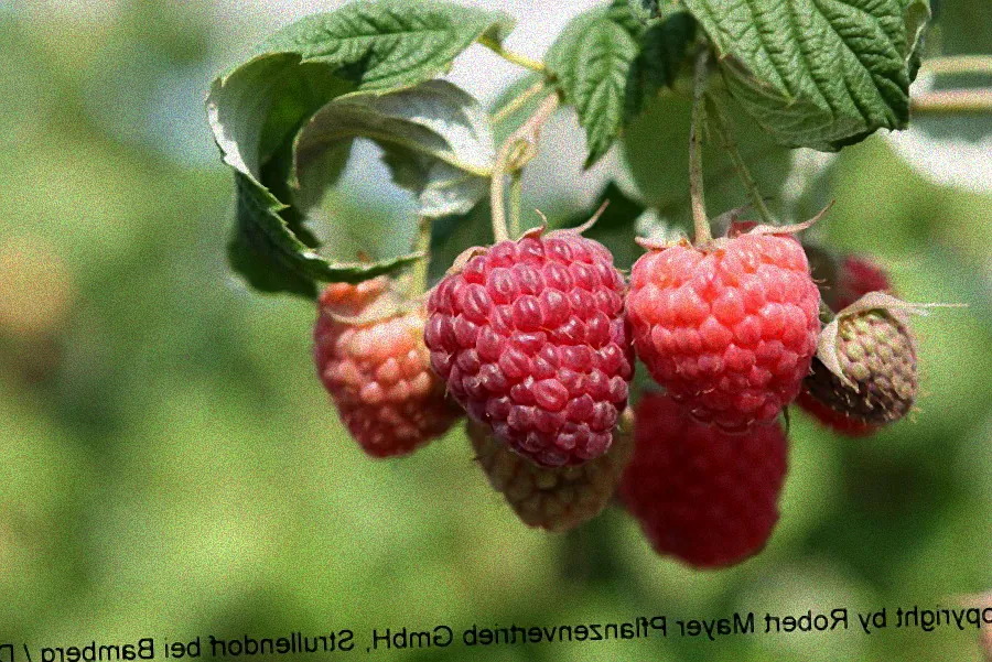 himbeere pokusa schnitt