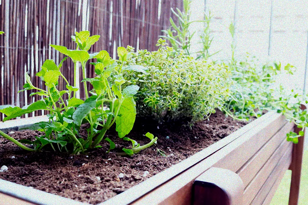 Verschiedene Pflanzen im Hochbeet