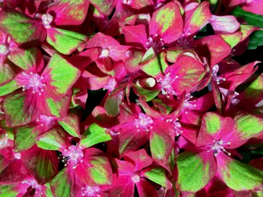 Blühende Hortensien im Schloss