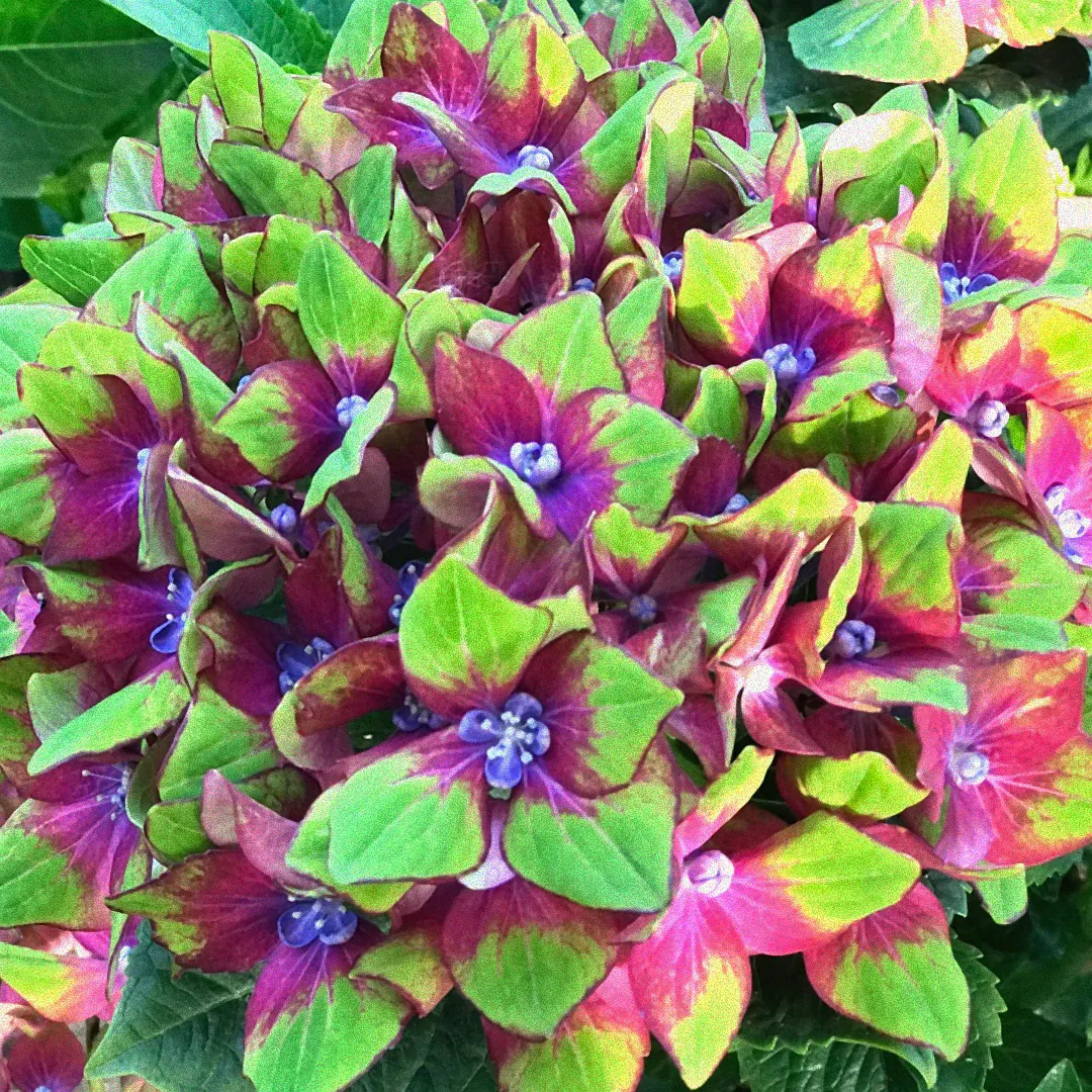 Festliche Hortensien im Schloss