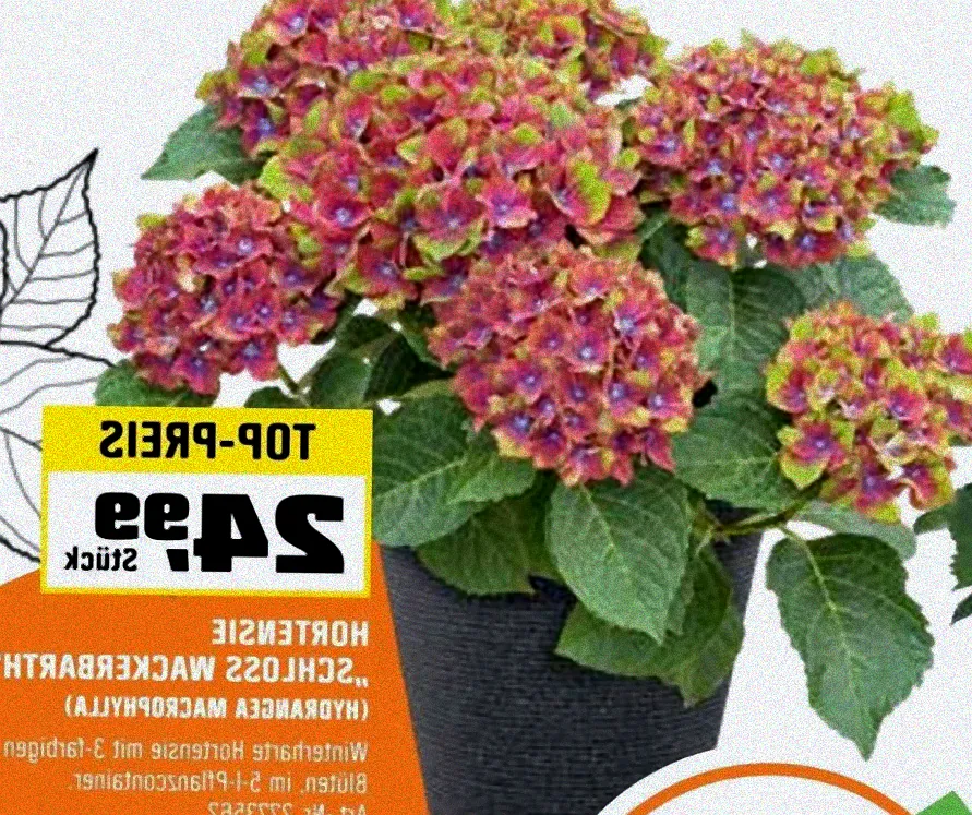 Gartenansicht mit Hortensien