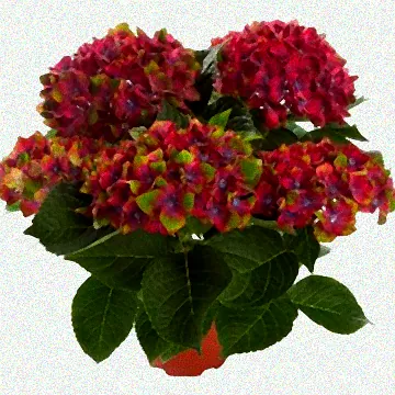 Blühende Hortensien im Schlossgarten