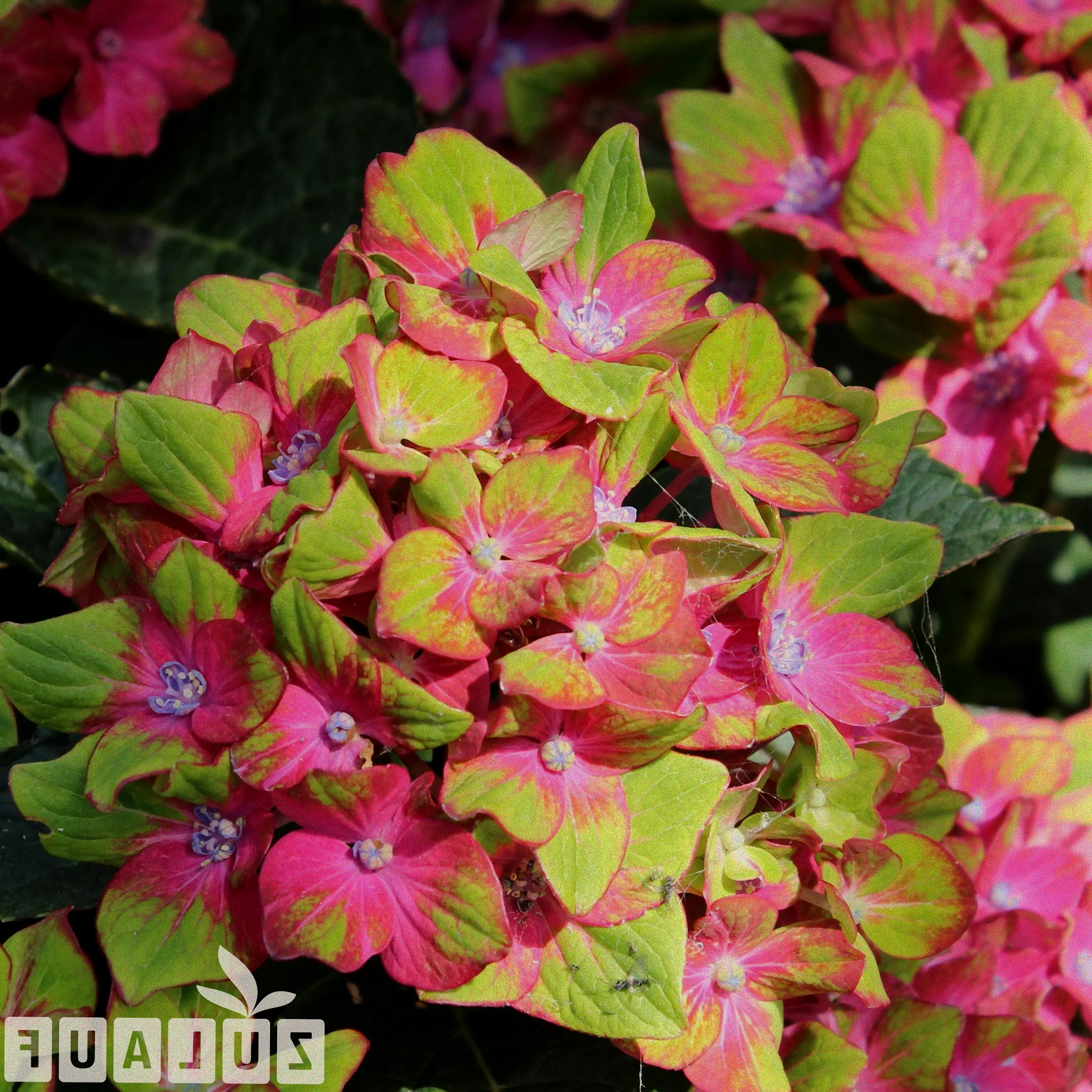 Event mit Hortensien im Schloss