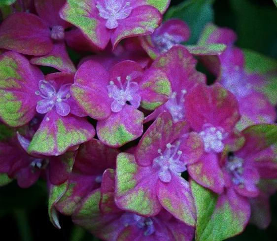 Blumenvielfalt im Schlossgarten