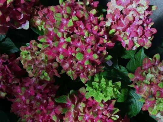 hortensie schloss wackerbarth