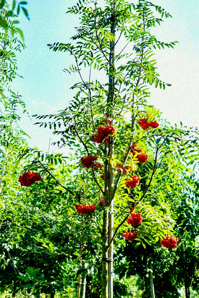 Grüne Hecke mit Vögeln